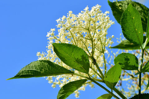 Elderflower White Balsamic Vinegar